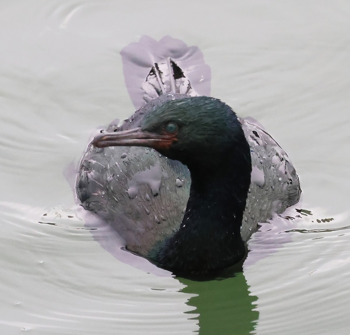 Cormorán Pelágico - ML646877235