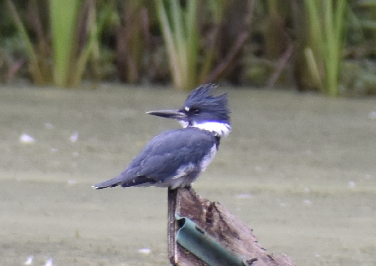 Рибалочка-чубань північний - ML646877237