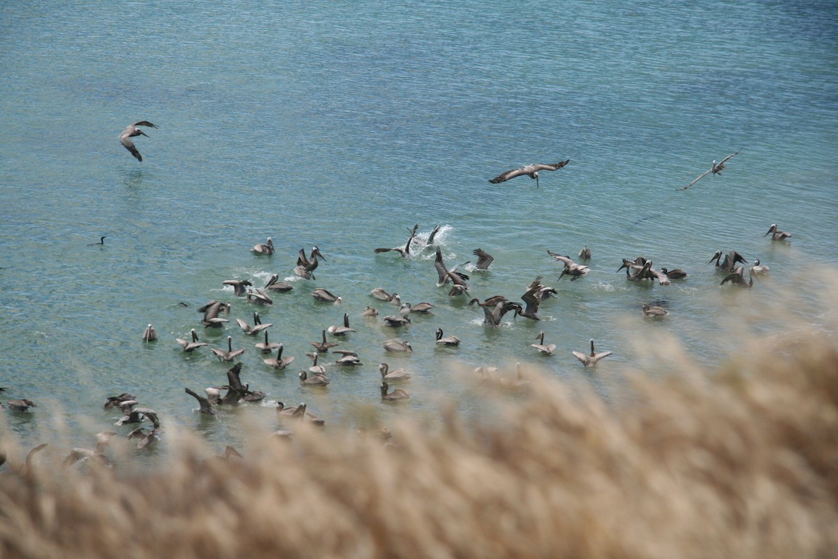 Pelícano Pardo - ML646877238
