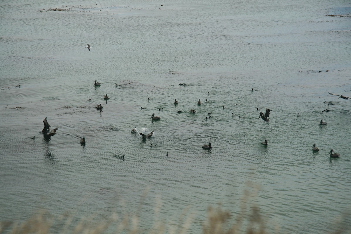 Pelícano Pardo - ML646877239