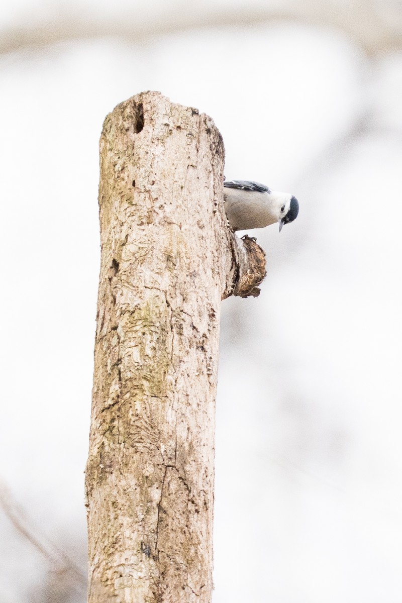 White-breasted Nuthatch - ML646877240