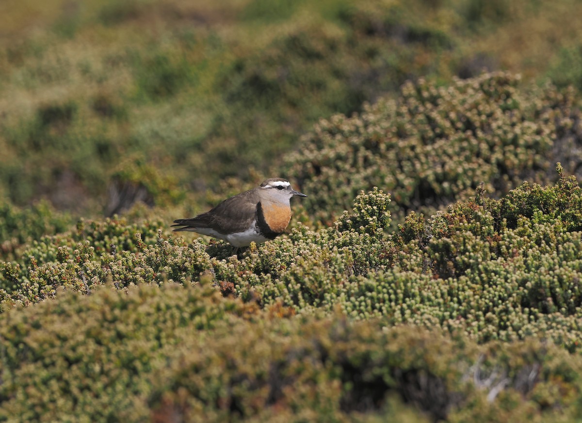 kulík šedolící - ML646877242