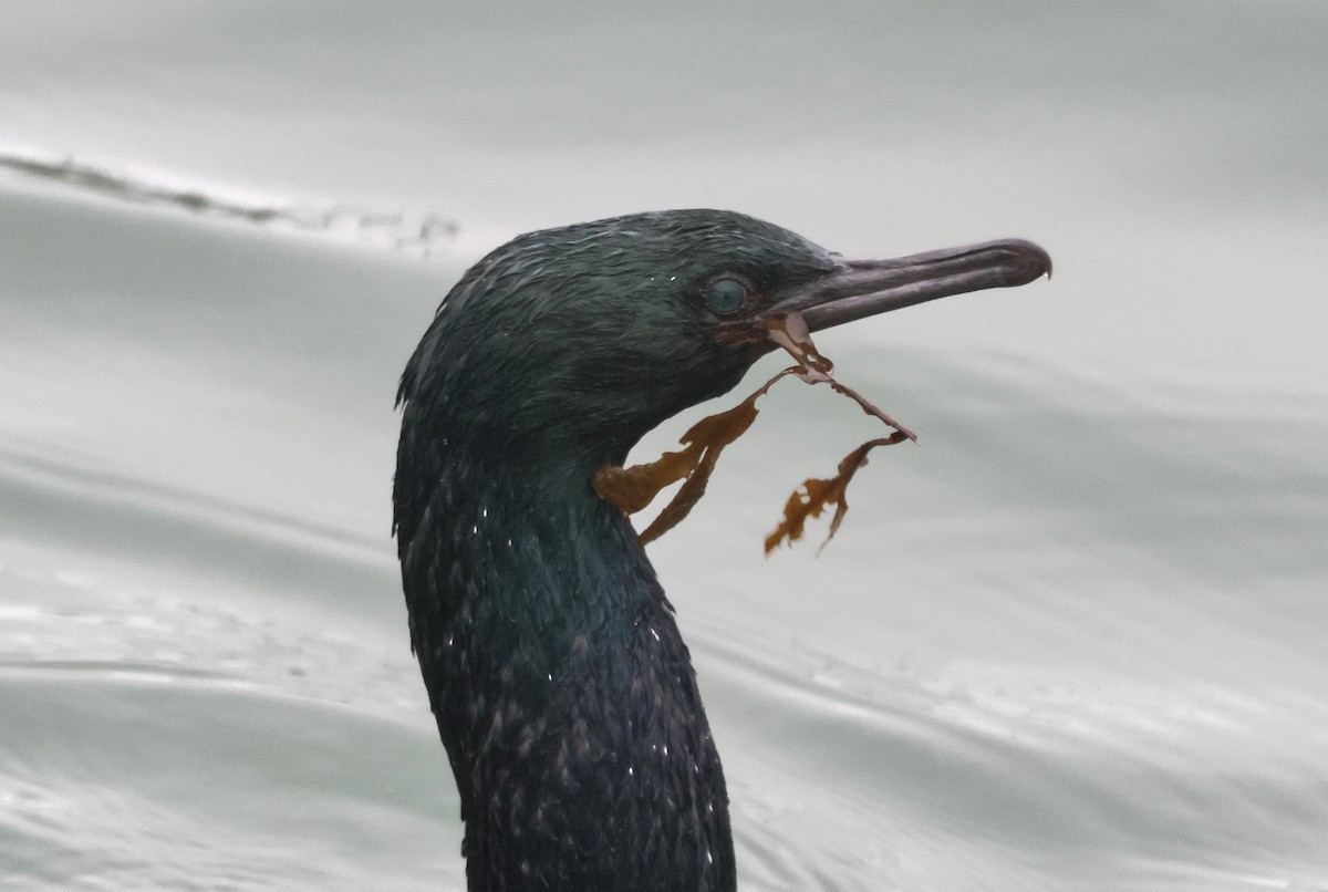 Cormorán Pelágico - ML646877243