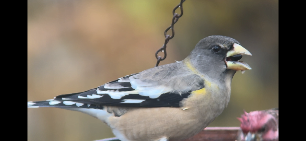 Evening Grosbeak - ML646877244