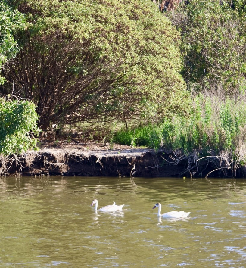 Coscoroba Swan - ML646877245