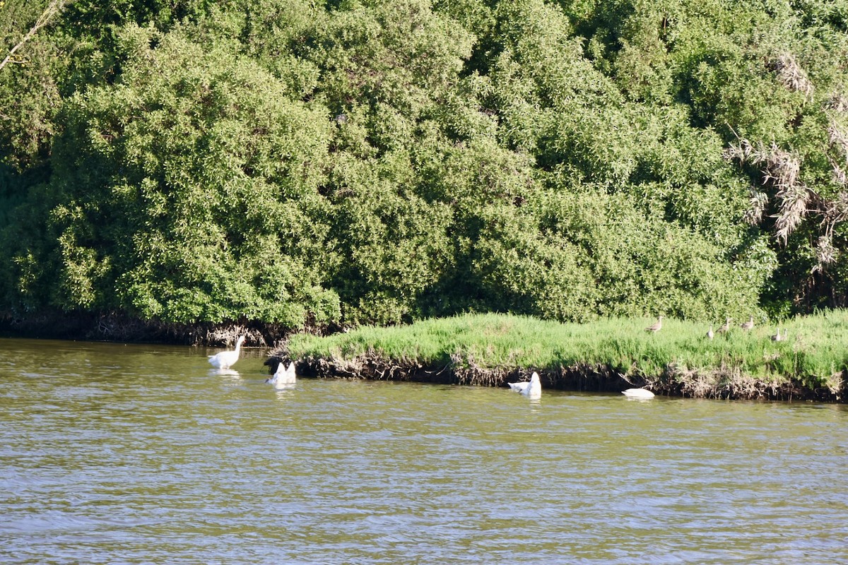 Coscoroba Swan - ML646877246