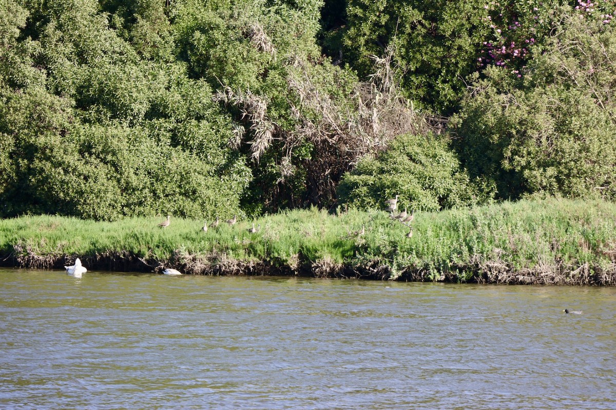 Coscoroba Swan - ML646877247