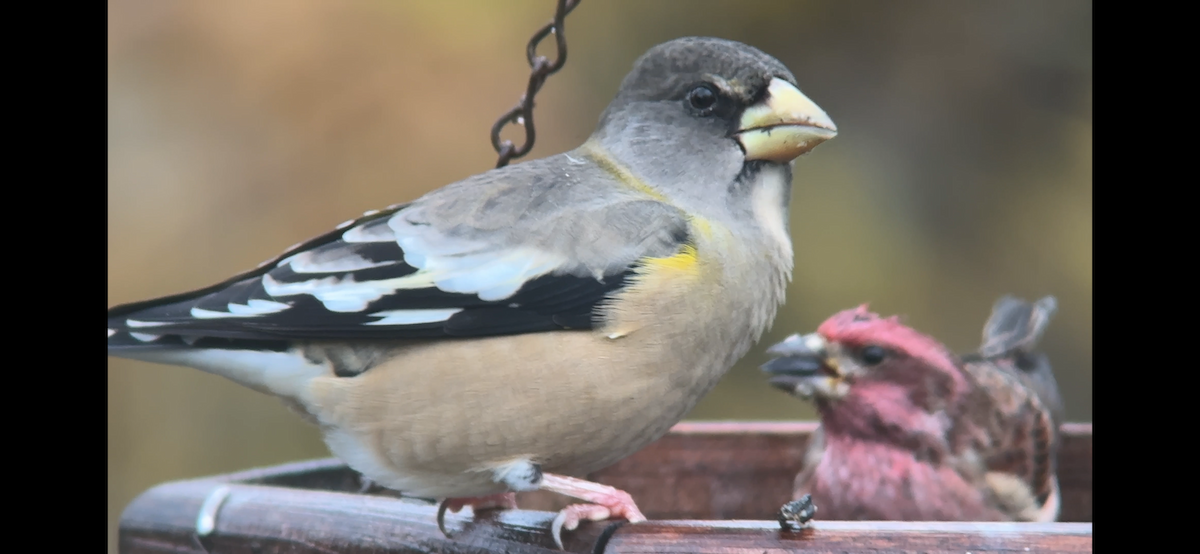 Evening Grosbeak - ML646877248