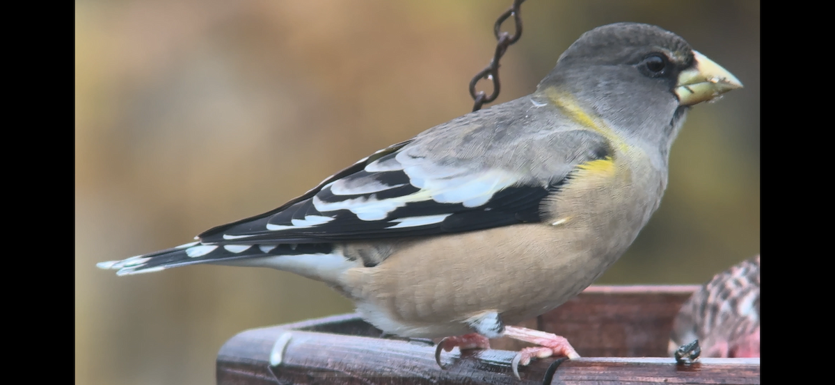 Evening Grosbeak - ML646877249