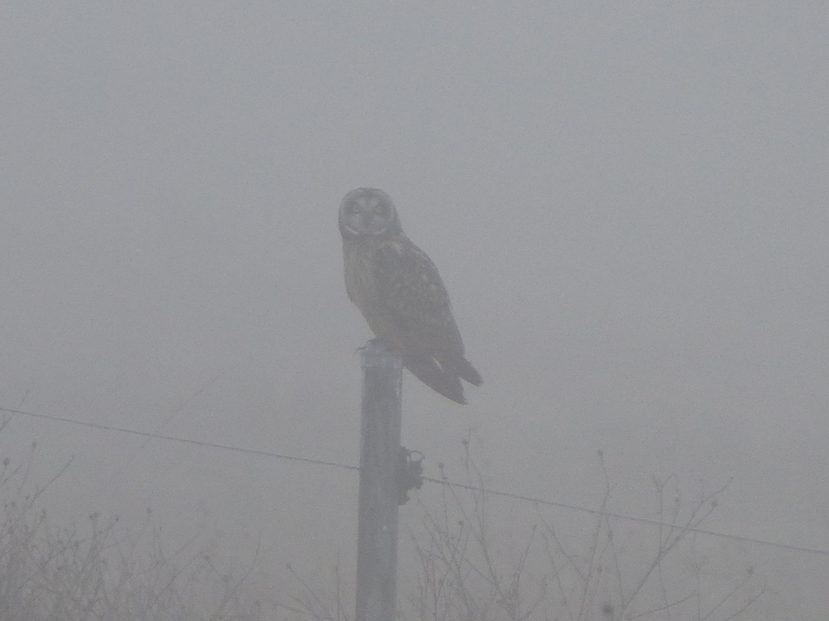 Short-eared Owl - ML646877251
