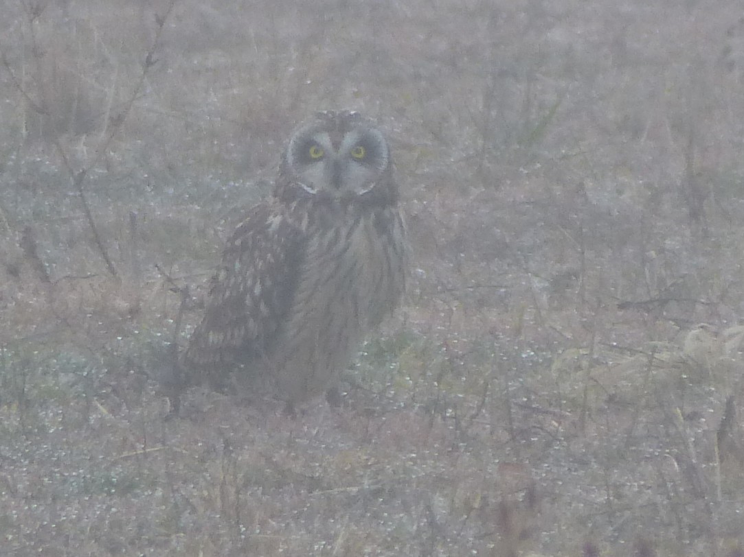 Short-eared Owl - ML646877252