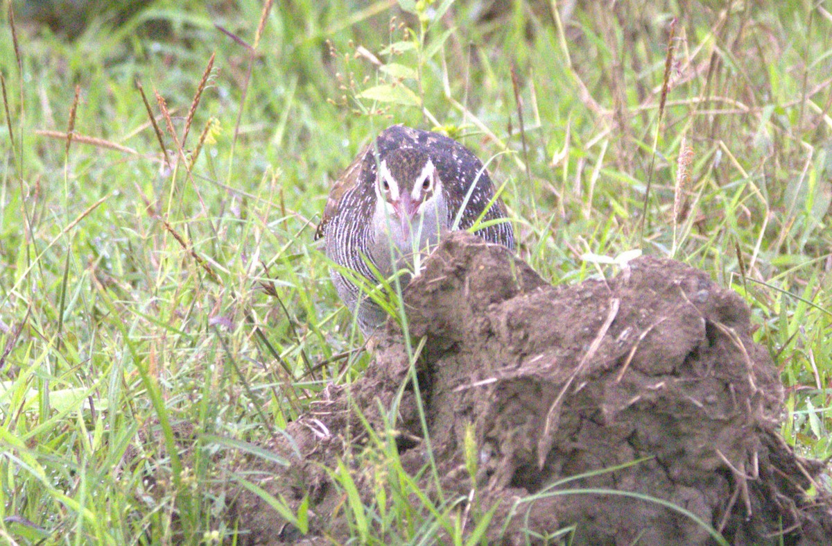 Rascón Filipino - ML646877256