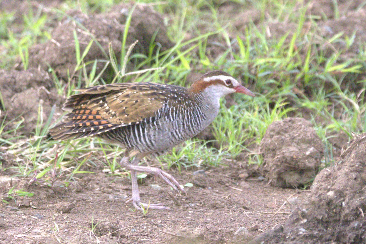 Rascón Filipino - ML646877258