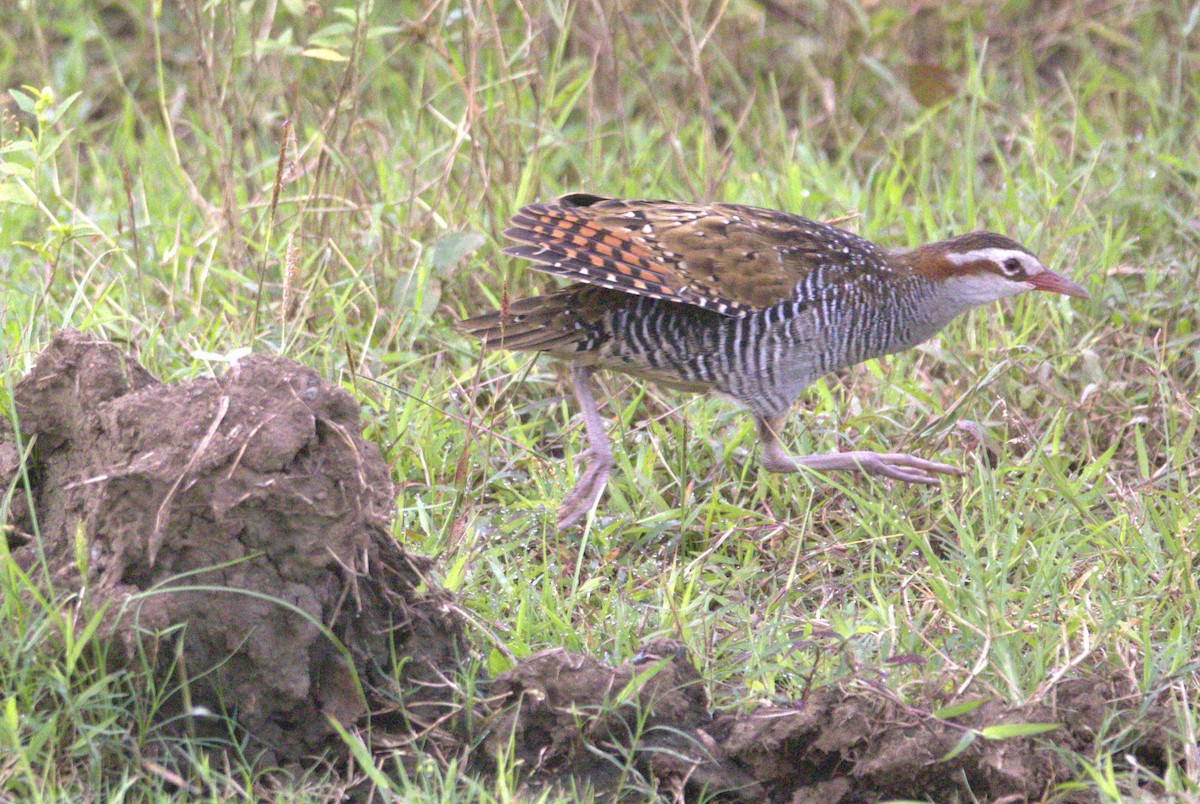 Rascón Filipino - ML646877259