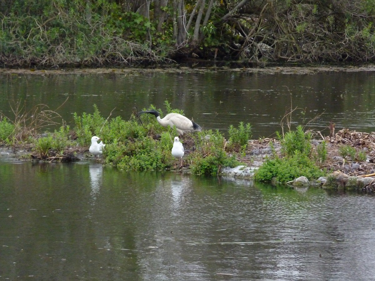 Australian Ibis - ML646877262