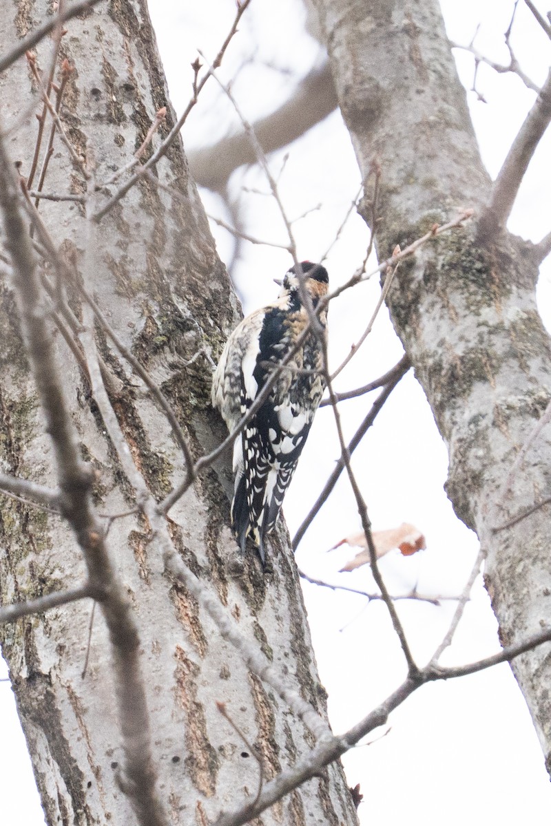 Yellow-bellied Sapsucker - ML646877272