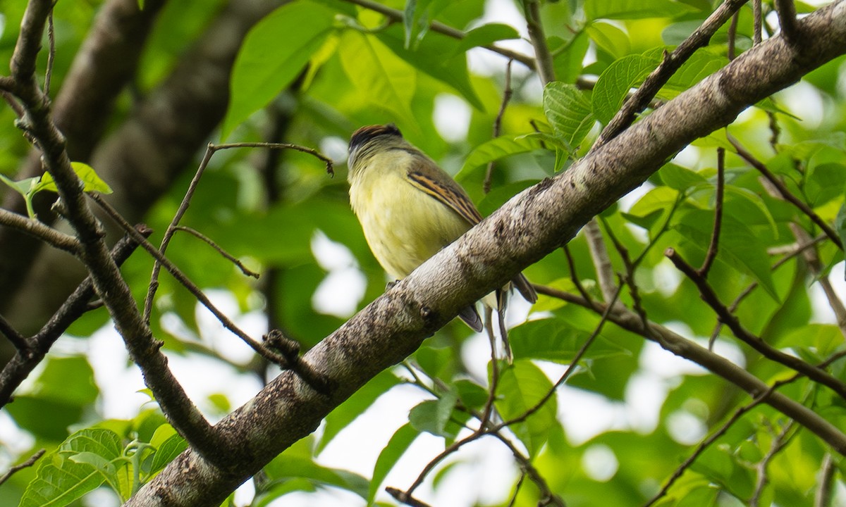 Salvin Bekardı - ML646877274