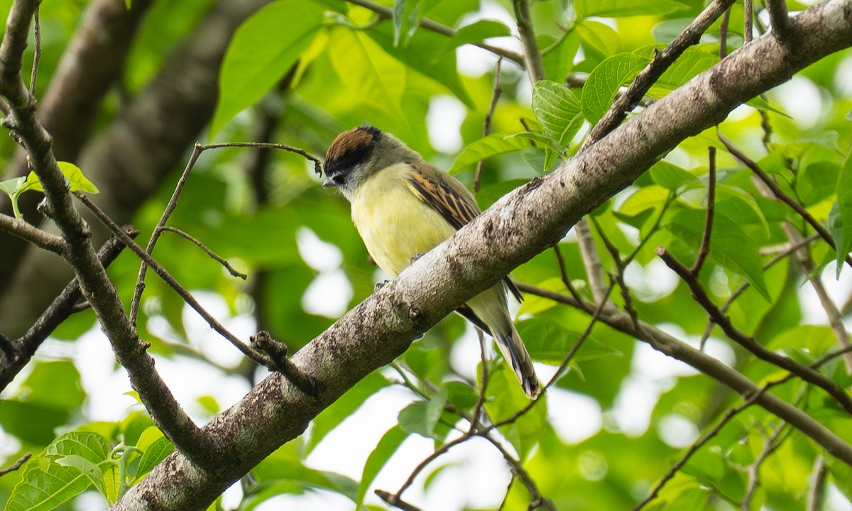 Salvin Bekardı - ML646877275