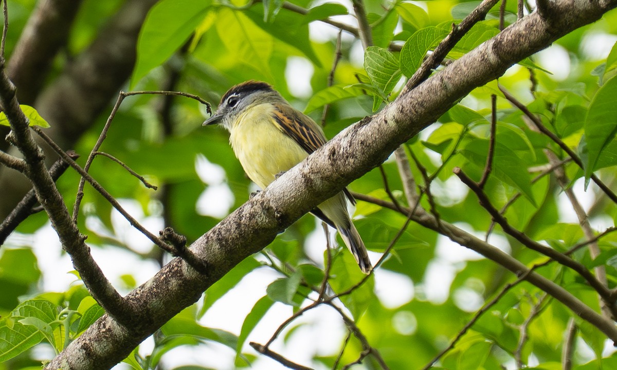 Salvin Bekardı - ML646877276