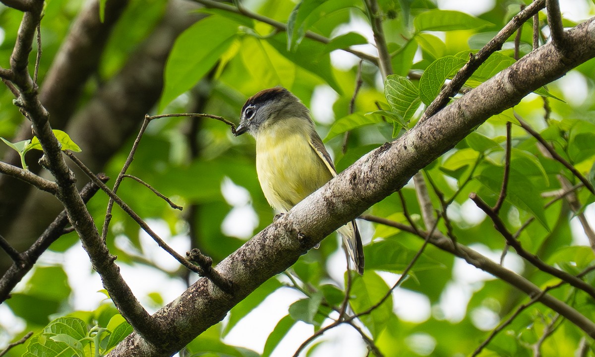 Salvin Bekardı - ML646877278