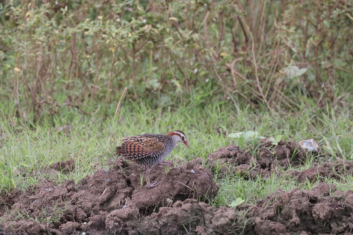 Rascón Filipino - ML646877279