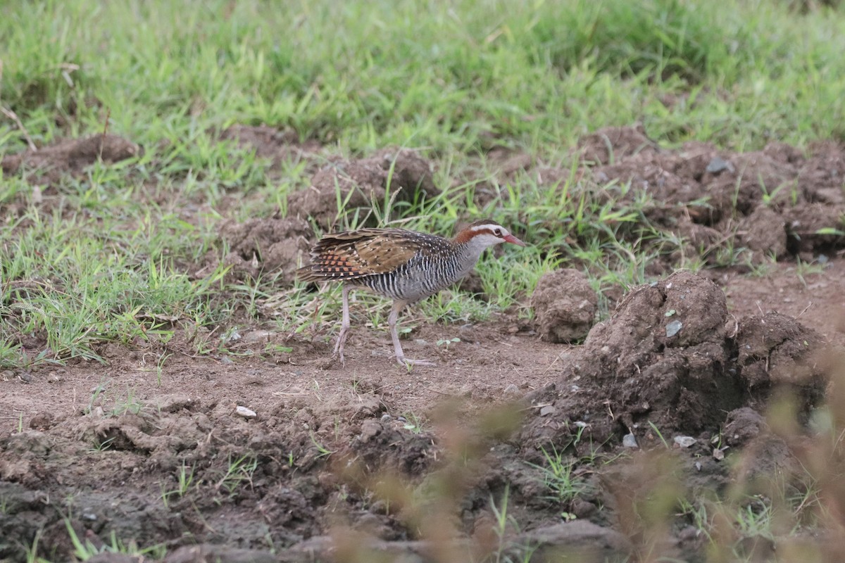 Rascón Filipino - ML646877280