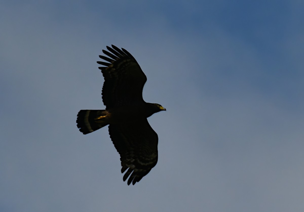 Crested Serpent-Eagle - ML646877281