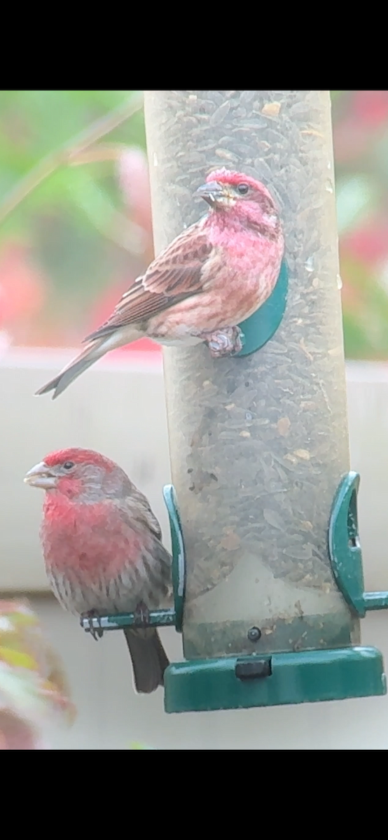 Purple Finch - ML646877284