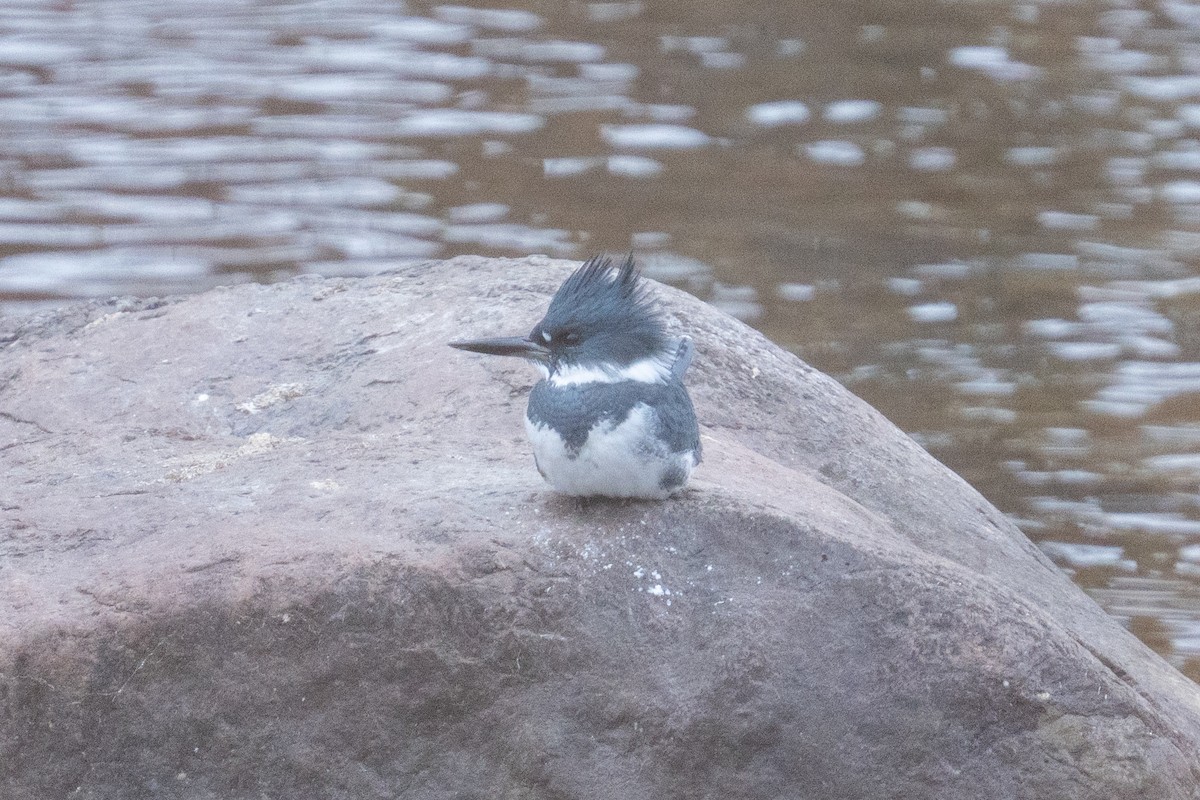 rybařík pruhoprsý - ML646877286