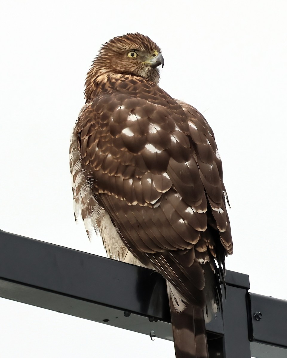 jestřáb americký - ML646877287