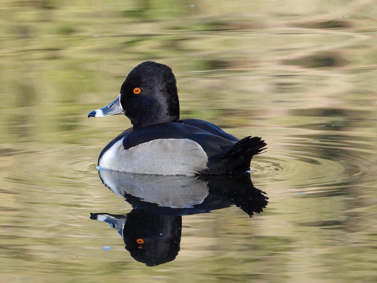 Ring-necked Duck - ML646877294