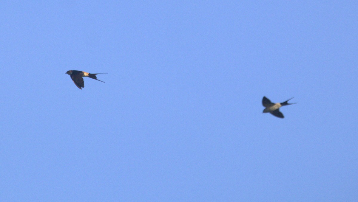 Ластівка рудопоперечна східна - ML646877299