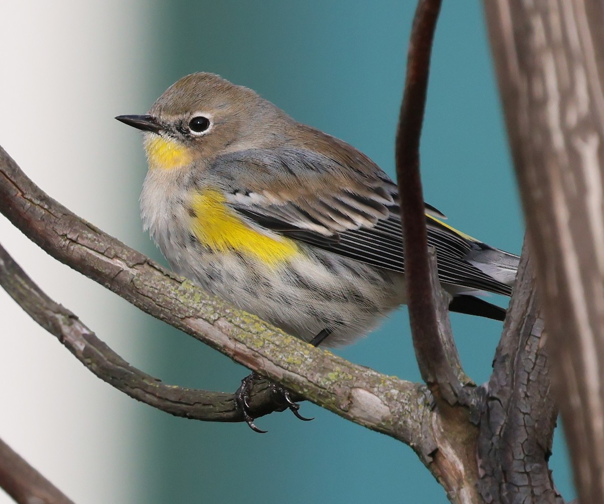 Reinita Coronada - ML646877317