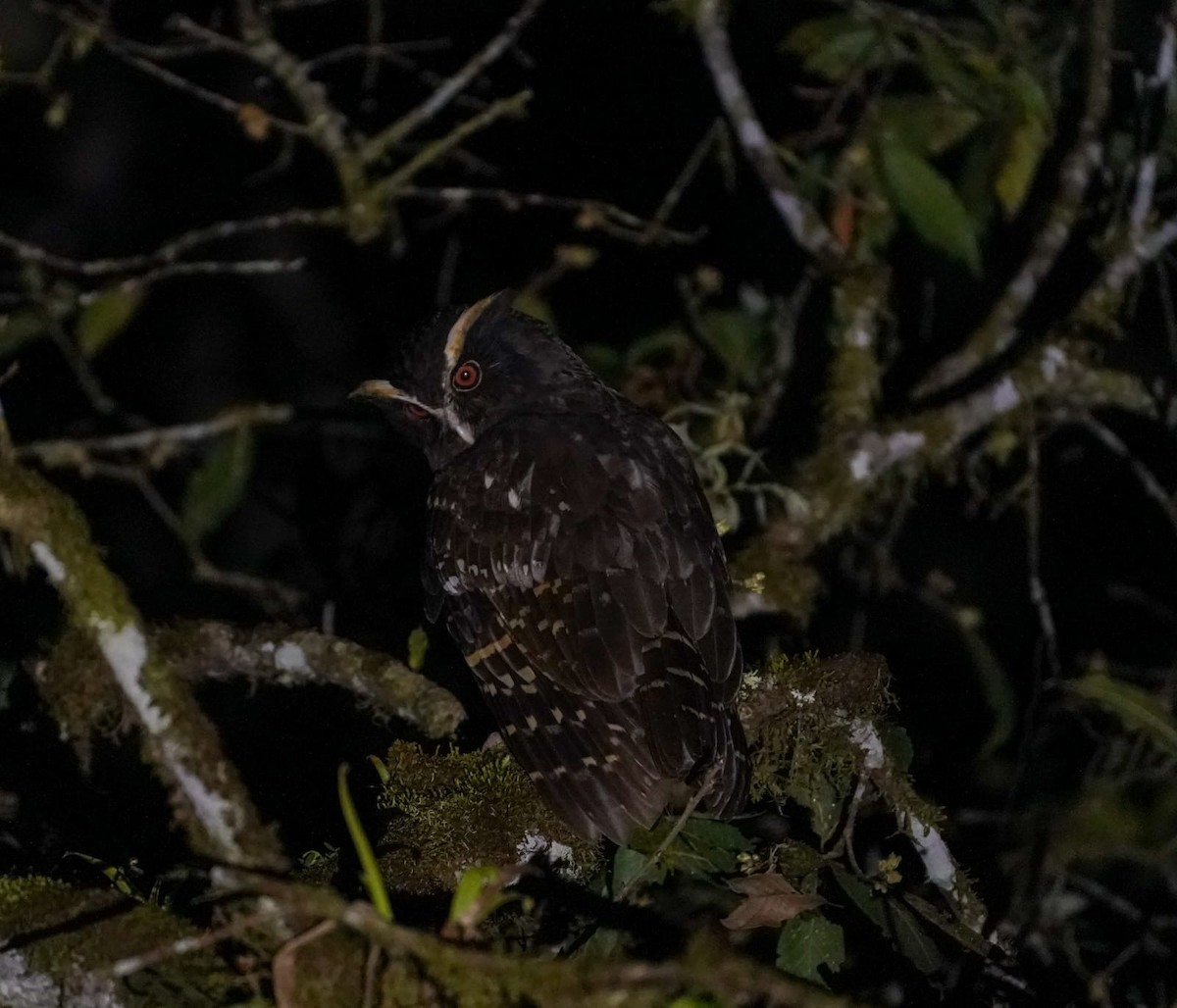 Búho Corniblanco - ML646877318
