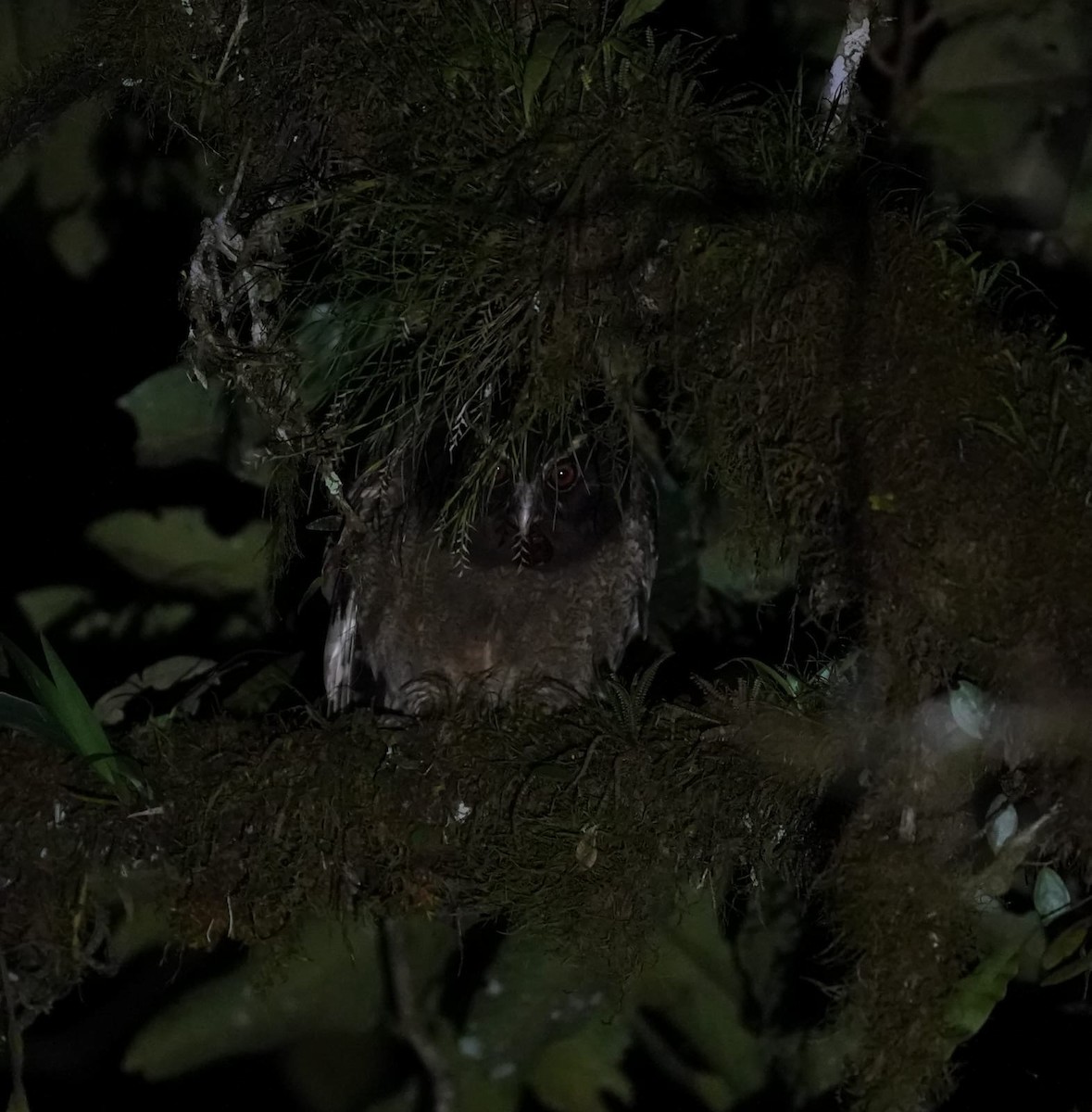 Búho Corniblanco - ML646877319