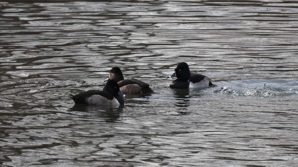 Ringschnabelente - ML646877320