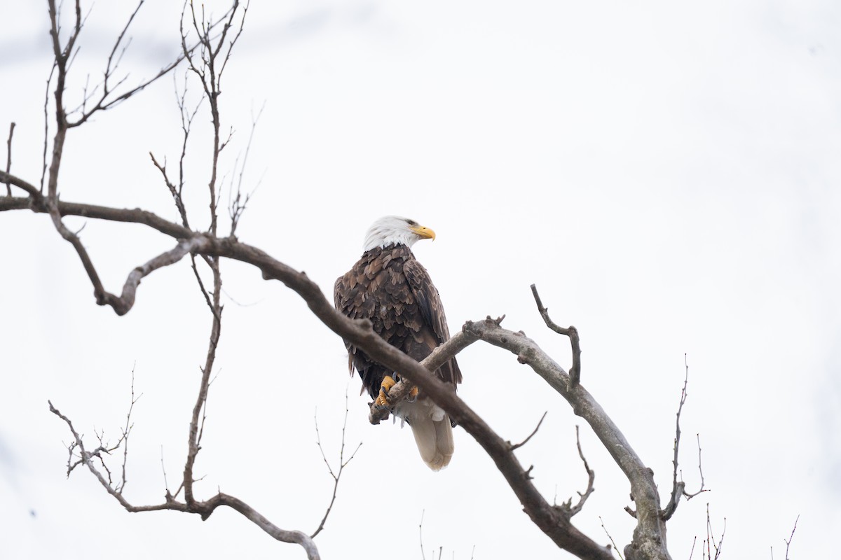 Bald Eagle - ML646877321