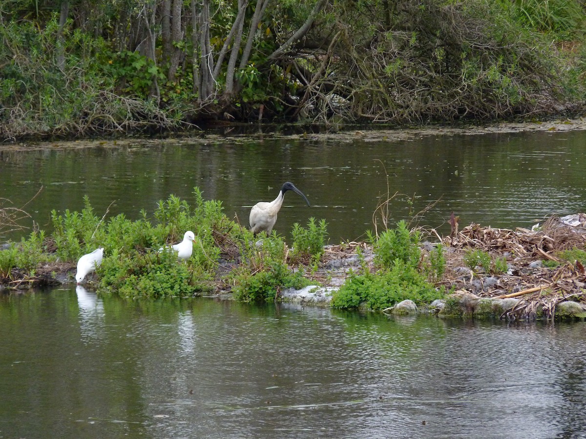 Australian Ibis - ML646877323