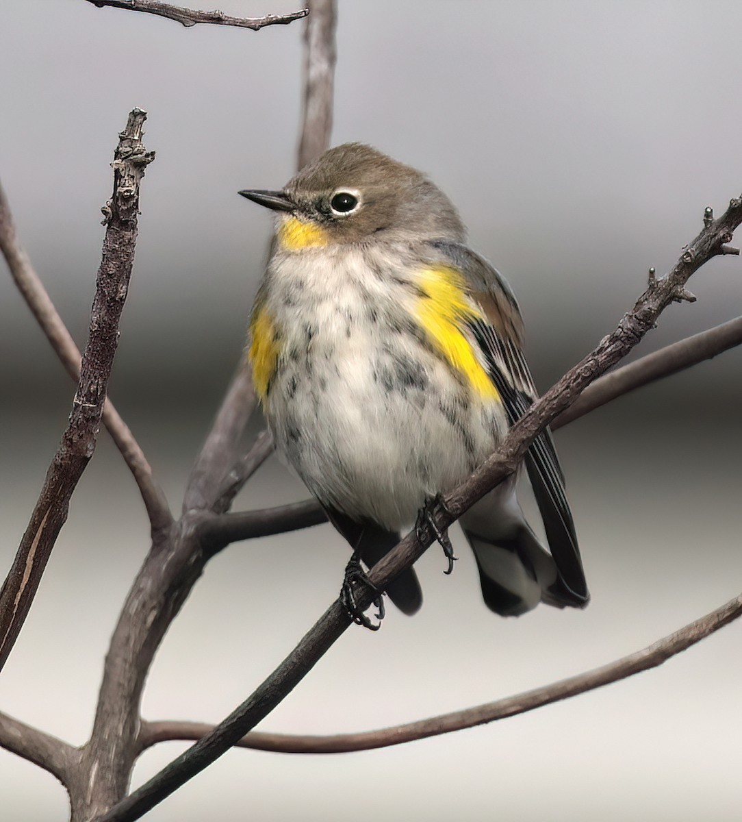 Reinita Coronada - ML646877328