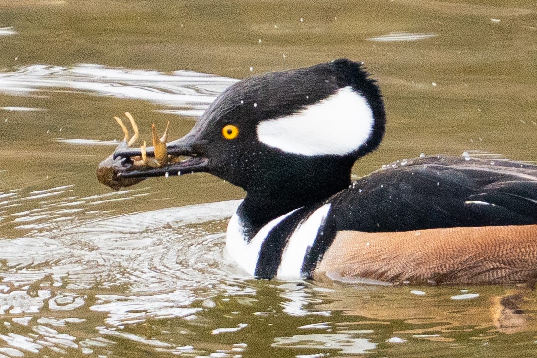 Hooded Merganser - ML646877330