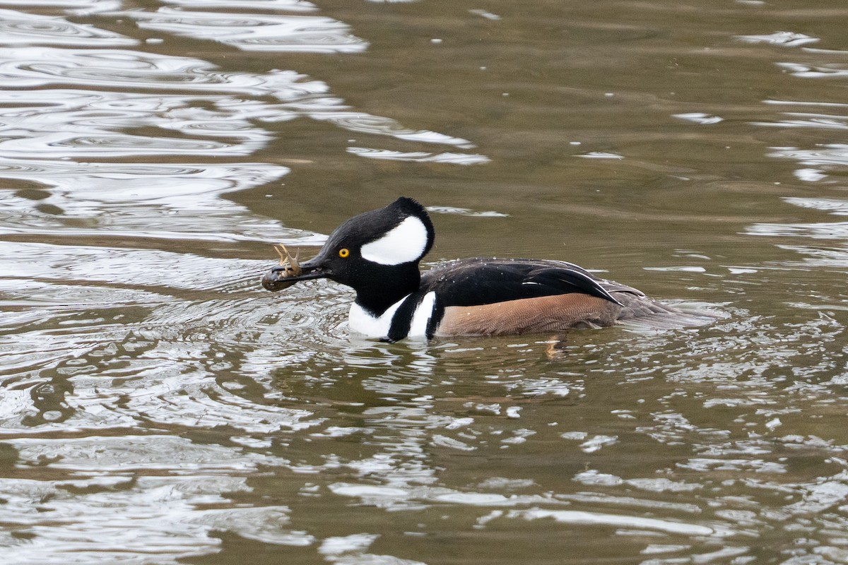 Hooded Merganser - ML646877331