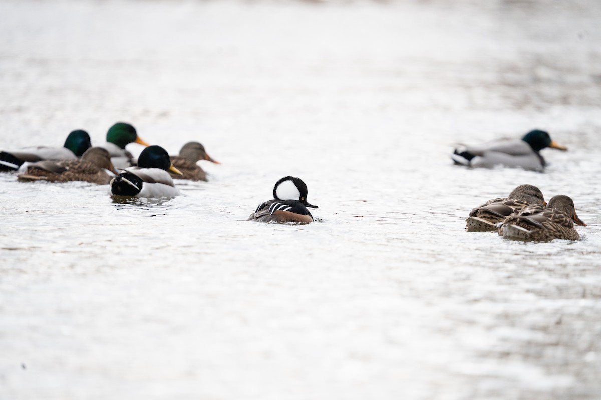 Hooded Merganser - ML646877332