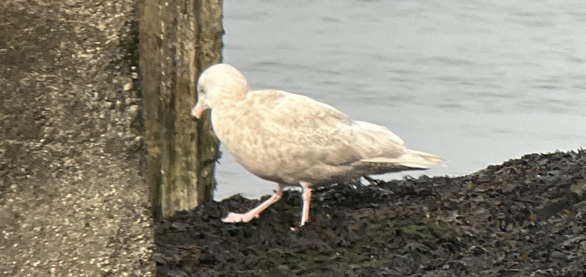 北極鷗 - ML646877337