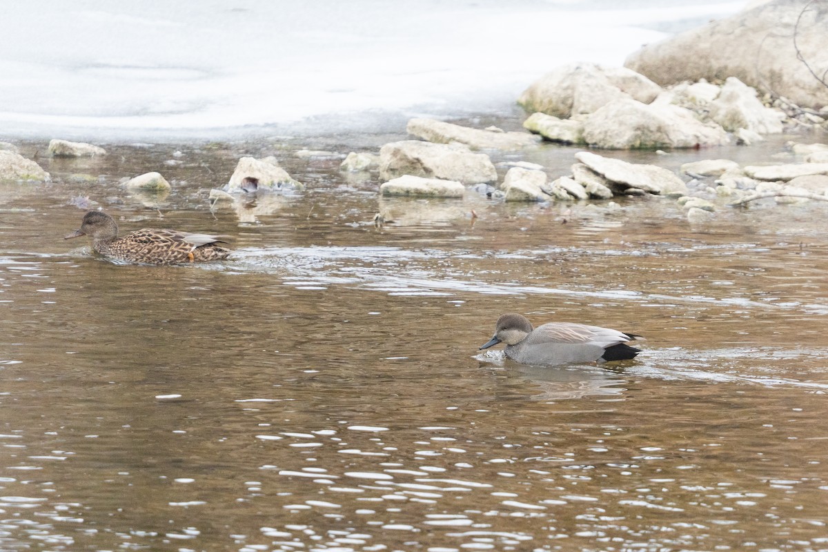 Серая утка - ML646877342