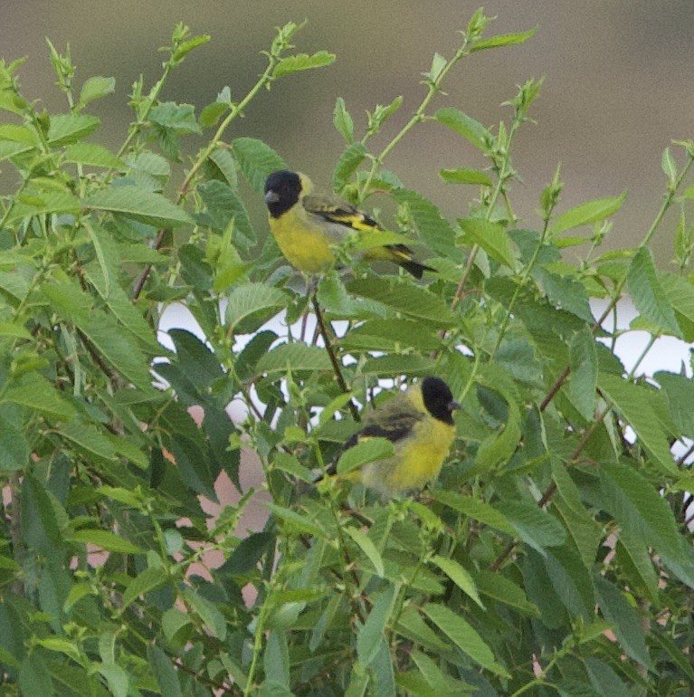 Hooded Siskin - ML646877343