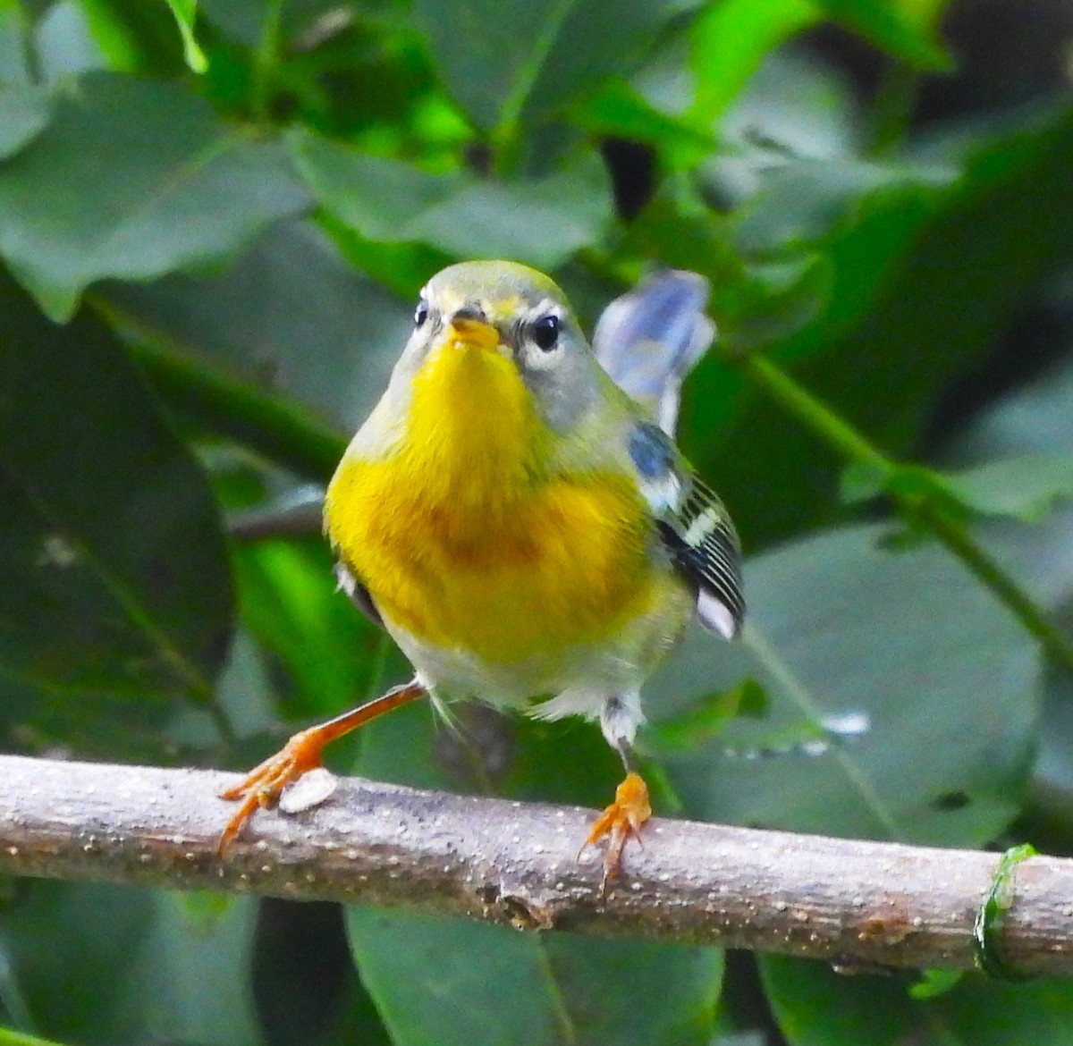 Northern Parula - ML646877346