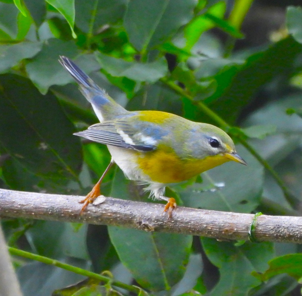 Northern Parula - ML646877347