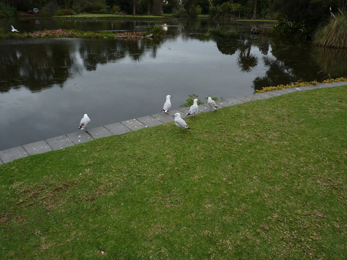 Silver Gull - ML646877348