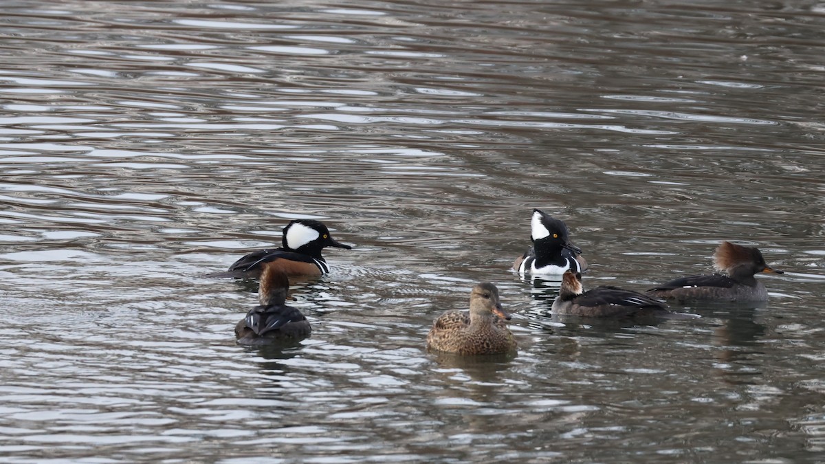 Kappensäger - ML646877349