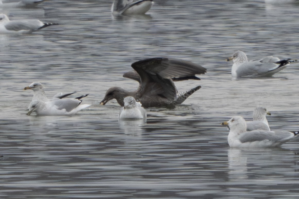 Gaviota Argéntea Americana - ML646877356